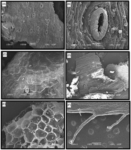 Figure 5. Scanning electron microscopy of leaf of G. trichophylla. (A) Epidermis showing arrangement of (paracytic) stomata, (B) a single stomata, (C) surface view of epidermis showing epicuticular wax, (D) palisade mesophyll, (E) upper epidermis (thick walled) in the surface view with underlying palisade and crystal of calcium oxalate, and (F) leaf setae.
