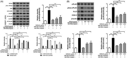 Figure 6. Inhibitory effects of HXZQ-OL on the activations of PI3K/NF-κB (A) and eicosanoid cascades (B) in IgE/Ag-mediated RBL-2H3 cells. IgE-sensitized RBL-2H3 cells were preincubated with HXZQ-OL for 30 min, followed by DNP-BSA challenge for 4 h. P-IKKα/β and p-cPLA2 were normalized to total proteins, respectively. The endogenous reference protein used for p-IκB, IκB, 5-LO, COX-2 and cytosolic NF-κB p65 was β-actin whereas for nuclear NF-κB p65 was Lamin B. The data were expressed as the mean ± SD values of three independent experiments. *p < 0.05 and **p < 0.01.