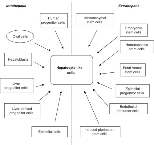 Figure 2 Intra- and extrahepatic sources of stem cells from different origins that have been demonstrated to differentiate into hepatocyte-like cells.