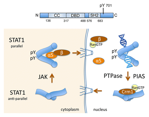 Figure 1. Nuclear trafficking of STAT1 linked to tyrosine phosphorylation and DNA binding. Top: Linear diagram of STAT1 domains: coiled-coil (CC) domain, DNA-binding domain (DBD), Src homology domain 2 (SH2), and tyrosine 701 phosphorylated by Janus kinases (JAK) (pY). Bottom: U-STAT1 exists primarily as an anti-parallel dimer (bottom left). Blue image represents STAT1 with circle at N-terminus. Following tyrosine phosphorylation by Janus kinases (JAK), reciprocal pY and SH2 domain interactions between monomers generate parallel dimers (top left). STAT1 parallel dimers are recognized by importin-α5:importin-β1 and are imported to the nucleus. In the nucleus Ran-GTP binds importin-β1 and the complex releases STAT1 cargo (top right). STAT1 phosphorylated dimers bind DNA targets in responsive genes. Protein tyrosine phosphatases (PTPase) and PIAS proteins contribute to STAT1 dissociation from DNA, and the NES in the STAT1 DBD is recognized by the Crm1 exportin to effect nuclear export.