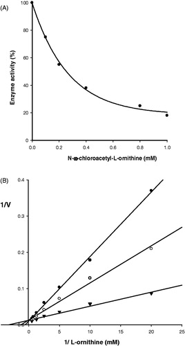 Figure 2. Kinetic analysis of the inhibition of N-ω-chloroacetyl-l-ornithine on rat liver ODC. (A) Concentration-dependent effect. (B) Double-reciprocal plot of the inhibition kinetic (Lineweaver–Burk method). (▾) without inhibitor, (○) with 0.07 mM, (•) with 0.4 mM inhibitor. Initial velocities were calculated taking the maximum activity without the inhibitor as 100%.