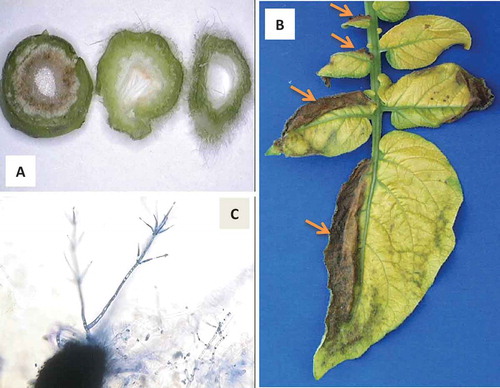 Fig. 1 (Colour online) (A) Cross-sections of a sunflower stem showing vascular discolouration in the lower stem section (left) as opposed to upper stem (middle and right) after inoculation with Verticillium dahliae; (B) Chlorosis and necrosis on a potato leaf, with necrosis more prominent on one side of each of the affected leaflets -arrows-; (C) Microsclerotium (in black) and mycelium showing the characteristic branching of Verticillium.