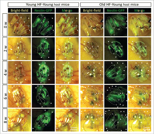 Figure 4. Time-course comparison of ND-GFP fluorescence of HAP stem cells and their location in young and old hair follicles transplanted to young nude host mice. ND-GFP expressing HAP stem cells were located in various areas: sensory nerve, hair matrix bulb area, and outer-root sheath area. HAP stem cell ND-GFP fluorescence was imaged with the Dino-Lite. In the fluorescence images, each follicle is outlined with a dashed line and numbered for comparison with the brightfield images where the follicles are numbered. Please see the Materials and Methods for details.