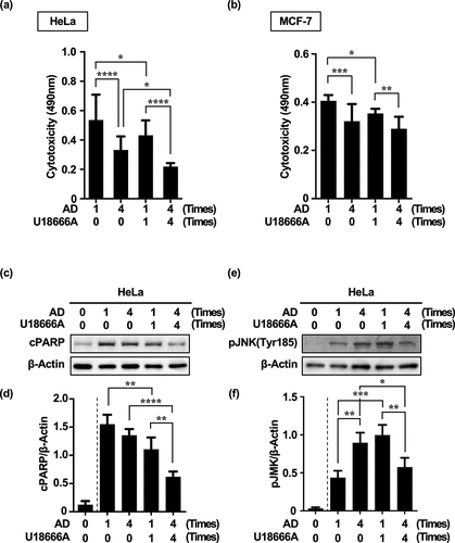 Figure 6. Repeated treatment with U18666A and AD in HeLa and MCF-7 cells increases resistance to cell death. (a, b) Cytotoxicity in HeLa cells (a) and MCF-7 cells (b) treated four times with U18666A and AD based on LDH activity. (c, e) Western blot images of cPARP (c) and p-JNK (Tyr185) expression (e) in HeLa cells treated four times with U18666A and AD. (d, f) Quantification of cPARP (d) and p-JNK(Tyr185) (f) expression in HeLa cells. Numbers in the graph footnotes indicate the number of U18666A or AD treatments. Results are expressed as the mean ± SD of four independent experiments. *p < .05, **p < .01, ***p < .001, ****p < .0001 (two-way ANOVA with Tukey’s multiple comparisons test). AD, amino acid deprivation; cPARP; cleaved PARP; LDH; lactate dehydrogenase; p-JNK; phosphorylated JNK.