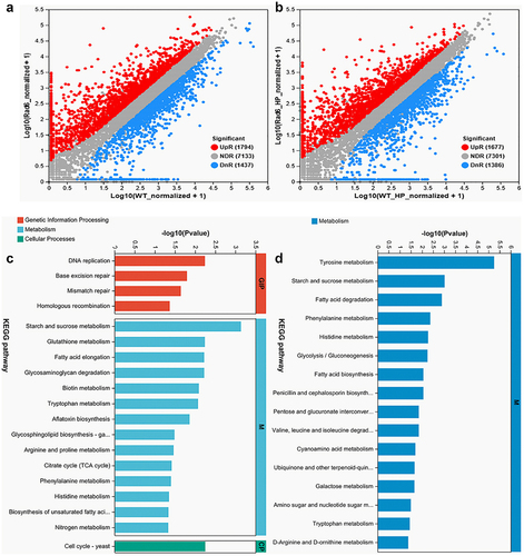 Figure 5. Transcriptomic insight into the regulatory role of Rad6 in B. bassiana. (a,b) Volcano plots under normal and oxidative stress incubation conditions, respectively; (c,d) KEGG analysis of cultures from normal (left) and oxidative stress (right) strains. (Note: The ordinate represents the KEGG pathway, and the abscissa ordinate represents the significance level of enrichment. The smaller the FDR, the greater the -log10 (FDR) value, indicating a more significant enrichment of the KEGG pathway.).