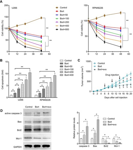 Figure 4 Evo synergized with bortezomib against multiple myeloma. (A) Cells were treated with bortezomib (Bort, 40 nM) or con-treated with Evo at indicated concentrations. Cell viability in U266 and RPMI8226 cells after indicated treatment for 24 hrs. (B) Cell apoptosis in U266 and RPMI8226 cells after indicated treatment for 24 hrs. (C) xenograft tumor-bearing mice were injected with bortezomib (50 mg/kg) or co-injected with Evo (100 mg/kg). Xenograft tumor volume change after indicated treatment. (D) Western blot detecting active caspase-3, Bax, Bcl-2, and MCL-1 protein expression level in Xenograft tumor and quantification. *p < 0.05; **p < 0.01.