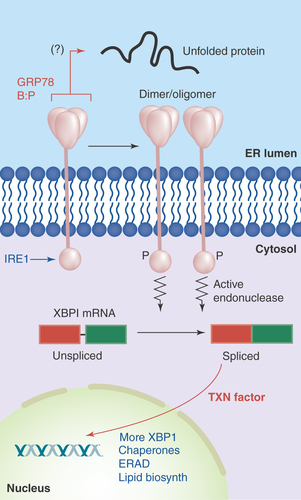 Figure 2.  IRE1 in the unfolded protein response.Accumulation of unfolded proteins in the ER lumen is sensed by the IRE1 lumenal domain (with possible release from GRP78), leading to dimerization or oligomerization. This results in autophosphorylation and kinase activation in IRE1's cytosolic domains, which induces IRE1 ribonuclease activity, allowing for the splicing of XBP-1 mRNA. The new stable transcription factor drives gene transcription for increased chaperone output, lipid biosynthetic enzymes, components of the ERAD degradation system and more XBP-1.