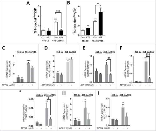 Figure 3. PLX-acquired resistance promotes an aggressive, drug-resistant signature in vitro. 451-Lu isogenic models were assessed, after a 72-h incubation with either extracellular APY (A, 2 U/ml) or ATP (B, 50 µM), for adaptations in side population (SP) subsets. The 451-Lu isogenic cell models were screened for a panel of drug resistance, stemness and tumor aggression markers by q-RTpcr (C-I, including; ABCB1, ABCG2, KDM5B/JARID1B, SOX10, TERT, NGFR, MYC normalized to GAPDH). All experiments are representative of 3 independent experiments and expressed as mean ± SD. */$ = P < 0.05, **/$$ = P < 0.01, ***/$$$ = P < 0.001, **** P < 0.0001.