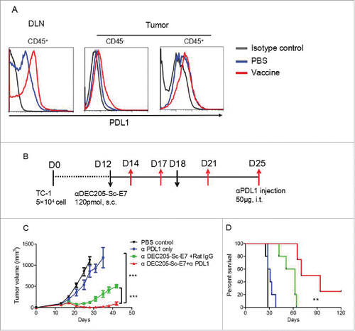 Figure 5. Vaccination increases PD-L1 and anti-PD-L1 blockade can synergize with DC targeting tumor vaccine to control tumor growth. C57BL/6 mice were inoculated with 5 × 104 TC-1 cells subcutaneously at right flank. (A) Nine days later, mice were immunized with αDEC205-Sc-E7 protein, together with 30 μg CpG and 30 μg Poly I:C as adjuvant. Three days later, PD-L1 expression on cells from DLNs and tumors (A) was analyzed. (B) For combinational therapy, 12 and 18 d after tumor inoculation, mice were injected with 120 pmol αDEC205-Sc-E7. Meanwhile, anti-PD-L1 was administered intratumorally on days 14, 18, 21 and 25; Rat-IgG was used as an isotype control. The tumor size was monitored. (C) and (D) The growth curve is shown in panel C and the survival curve is shown in panel D. (n = 5–6). **p < 0.01, ***p < 0.001.