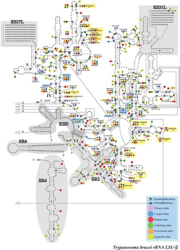 Figure 6. Localization of Nms and ψs on the secondary structure of T. brucei LSUβ rRNA. Boxes highlighted in blue show the Nm sites whose level is increased in BSF (>10% compared to PCF) and those in yellow show the hypermodified pseudouridines (ψ) [Citation20]. T. brucei specific Nm (not detected in T. cruzi or L. donovani Cryo-EM studies) are indicated by an asterisk (*).