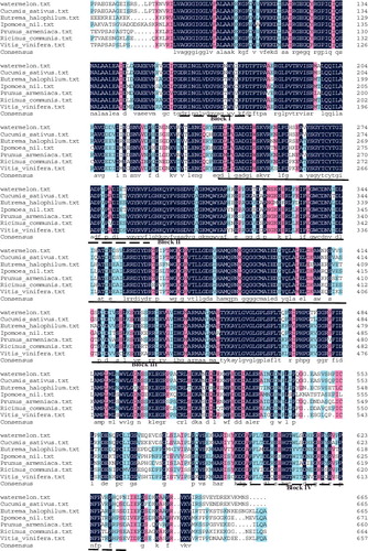 Figure 1. Amino-acid sequence alignment of ClZE and its counterparts in other plant species.