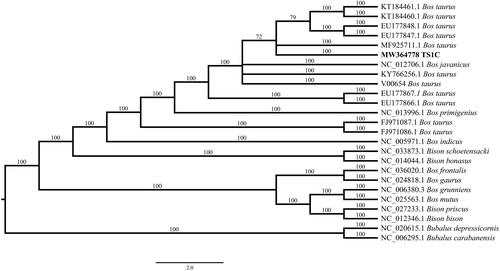 Figure 1. Phylogenetic tree based on the complete mitogenome of TS1C and 24 extant Bovidae mitogenomes.