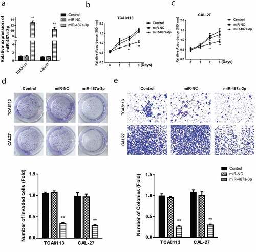 Figure 2. Overexpression of miR-487a-3p impedes cell growth and invasion in OSCC in vitro.