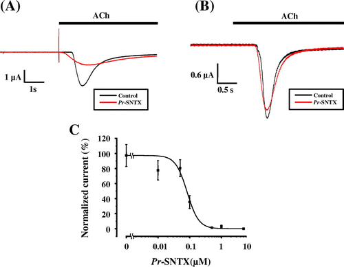 Fig. 3. Pr-SNTX inhibits the acetylcholine-evoked current in oocyte expressed muscle-type nAChR (α2βδε), but not neuronal α7 nAChR.Notes: (A) Acetylcholine-evoked currents of muscle-type nAChRs (α2βδε) were recorded in the absence (black) or presence (red) of 100 nM Pr-SNTX protein; bar indicates acetylcholine (10 μM) application. (B) Acetylcholine-evoked currents of neuronal α7 nAChRs were recorded in the absence (black) or presence (red) of 10 μM Pr-SNTX protein; bar indicates acetylcholine (100 μM) application. (C) Dose-dependent inhibitory effects of Pr-SNTX. Data were analyzed and plotted using Origin 8 (OriginLab., Northampton, MA, USA). The 100% activity value was determined by measurements in the absence of Pr-SNTX protein. Each data point represents the mean from a single experiment performed in triplicate. Mean values obtained from five oocytes. Error bars show the standard error of the mean.