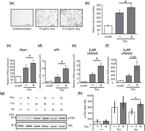 Figure 3. Soy hydrolysate enhanced the lipolytic pathway by increasing βAR expression during adipocyte differentiation.(a) 3T3-L1 cells were left undifferentiated (undiff.) or were differentiated with (+) or without (-) 0.5 mg/mL soy hydrolysate. After differentiation, the cells were fixed with formalin before being stained with Oil Red O and observed using a microscope. Bar, 200 μm. (b) Oil Red O was extracted from the cells with isopropanol and the absorbance was measured at 490 nm. (c–f) Expression levels of Pparγ (c), aP2 (d), β2AR (Adrb2) (e), and β3AR (Adrb3) (f) were measured. Data are presented as mean ± SEM (error bars), with n = 3 per group for Oil Red O staining and n = 4 per group for mRNA expression. *, P < 0.05 between the undifferentiated group and the differentiated groups. #, P < 0.05. (g, h) 3T3-L1 cells differentiated with (+) or without (-) 0.5 mg/mL soy hydrolysate were treated with 10 μM isoproterenol (Iso) or 20 μM forskolin (For) for 30 min. HSL phosphorylation was detected (g) and quantified (h), as described in the legend of Figure 1(c–e). Data are presented as mean ± SEM (error bars), with at n = 4 per group. *, P < 0.05 between the non-stimulated vehicular control group and the stimulated groups. #, P < 0.05.