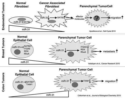 Figure 1 Effects of miR-31 on tumor cell migration and metastasis are cell type and tissue dependent.