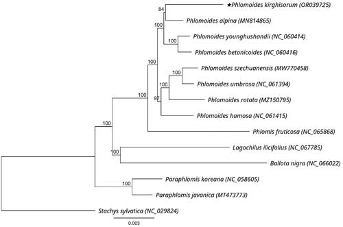Figure 3. Phylogenetic tree of P. kirghisorum and 13 related species in Lamiaceae inferred from 80 protein-coding regions of chloroplast genomes using maximum likelihood methods. Note: the best substitution model was GTR + I + G (Akaike information criteria). Numbers in the nodes are bootstrap values with 1000 replicates. The scale bar means the expected number of nucleotide substitutions per site. The chloroplast genome of Stachys sylvatica was used as an outgroup. The following sequences were used: P. alpina MN814865 (Liu et al. Citation2020), P. younghushandii NC_060414 (Min et al. Citation2021), P. betonicoides NC_060416 (Zhao et al. Citation2019), P. szechuanensis MW770458 (unpublished), P. umbrosa NC_061394 (unpublished), P. rotata MZ150795 (Pema et al. Citation2021), P. hamosa NC_061415 (unpublished), Phlomis fruticosa NC_065868 (unpublished), Lagochilus ilicifolius NC_067785 (unpublished), Ballota nigra NC_066022 (unpublished), Paraphlomis koreana NC_058605 (unpublished), Paraphlomis javanica MT473773 (Zhao et al. Citation2021), Stachys sylvatica NC_029824 (unpublished).