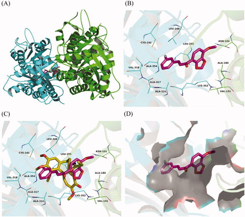 Figure 10. Compound 4k was docked to the binding pocket of the α, β-tubulin (α: green; β: cyan). (A) Overall structure of α, β-tubulin with 4k. (B) Binding pose of 4k at colchicine binding site. (C) Superimposed pose of 4k (rose red) and colchicine (yellow-orange) in the binding site. (D) Binding pose of 4k in the surface of colchicine binding pocket.
