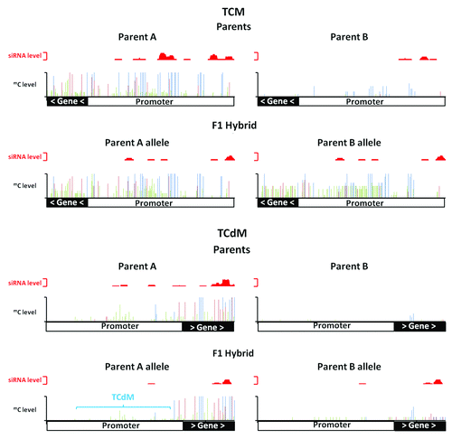 Figure 1. Trans-chromosomal methylation (TCM) and trans-chromosomal demethylation (TCdM). In a TCM event in the hybrid, the unmethylated parental allele (Parent B) increases in methylation to resemble the methylated parental allele (parent A) at locus At3g43340. In a TCdM event in the hybrid, the methylated parental allele (parent A) shows a reduction in methylation (mainly associated with CHH methylation) at a region with reduced levels of siRNAs in the hybrid at locus At2g02660. Methylated CG (blue), CHG (red) and CHH (green) are plotted along the x-axis with levels of methylation and siRNAs plotted on the y-axis. TCM and TCdM correlate with regions producing siRNAs (plotted in red above each methylation graph).