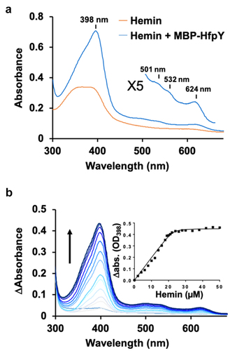 Figure 6. HfpY is a haem-binding protein. (a) UV-visible absorption spectra of MBP-HfpY complexed with hemin. 40 µM MBP-HfpY was purified from E. coli and mixed with equimolar concentration of hemin. UV-visible spectra (in 200 μl) of the complex and same concentration of hemin were obtained in a microplate spectrophotometer (Spark; Tecan). (Inset) 5X magnification of the 500- to 700 nm region. Results are representative of three independent experiments. (b) titration of MBP-HfpY with hemin followed by absorbance at 398 nm. 20 µM of MBP-HfpY were mixed with increasing concentrations of hemin as indicated. For each spectrum, the absorbance of the same concentration of hemin was subtracted and the difference absorption spectra are shown, from light to dark blue color as a function of hemin concentration. The absorption difference at 398 nm was plotted against hemin concentration (Inset). The curve is representative of 3 independent experiments and was fitted using the nonlinear regression function of GraphPad Prism 4 software, which determined that the stoichiometry of the HfpY-hemin complex was 1:1.