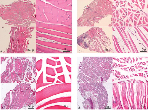 Figure 1. Gastrocnemius muscle specimens of rat hind limb. Haematoxylin and eosin stain; left, above: cross-section (original magnification ×40) left, below: longitudinal section (original magnification ×40), right above; cross section (original magnification ×400), right below: longitudinal section (original magnification ×400). Group A: transplantation model, preservation time (a) 1 hour, no distinguishable change, (b) at 72 hours, focal necrosis and degenerative muscle were seen. (c) Group B: arterial ischaemic model, no definite changes. (d) Group C: GFP transplantation model, uniform muscle atrophy was obvious. Scale bars, 50 μm (original magnification ×40), 5 μm (original magnification ×400).