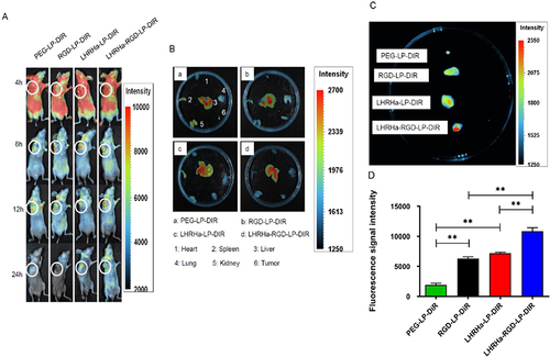 Figure 7 (A) In vivo real-time fluorescence imaging of subcutaneous A2780 ovarian tumor-bearing nude mice treated with DiR-loaded liposomes at 4, 8, 12, and 24 h. (B) Fluorescence imaging of important organs collected from different treatment groups. (C) Fluorescence imaging of tumors collected from different treatment groups. (D) Semi-quantitative fluorescence intensity of ovarian cancer tissues (n=3). **p< 0.01.