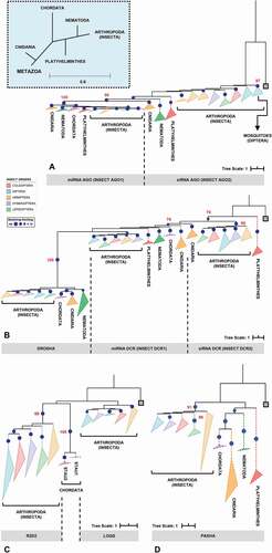 Figure 2. Phylogenetic analysis of the main RNAi machinery core elements in five different insect orders. (A-D) phylogenetic trees (Maximum Likelihood) showing the relationship among complete proteins from the basic core of miRNAs and siRNAs pathways in five insect orders (Coleoptera, Diptera, Hemiptera, Hymenoptera and Lepidoptera, represented by coloured triangles – full lines). (A) AGO proteins; (B) RNAse III proteins (DCR1-2 and DROSHA); (C) DCR partners (LOQS and R2D2; dsrm-containing proteins); and (D) PASHA. The grey square on each phylogenetic tree represents the selected outgroup: (A) Exiguobacterium sp. ACQ71053.1 (bacteria); (B) Batrachochytrium dendrobatidis XP_006676691.1 (fungi); (C) Homo sapiens NP_599150.1 (TARBP2); and (D) Rhodamnia argentea XP_030526936.1 (plant). The cut-off value for bootstrap was 70 (represented by dark blue circles). The big blue square (dashed line) on the top represents the evolutionary relationship expected for each Metazoa phylum presented on the analysis. The dashed triangles represent the outgroup phyla (purple – Chordata; orange – Cnidaria; green – Nematoda; and red – Platyhelminthes). All phylogenetic tree files (.tre) can be found in Supplementary Section, as well as the selected species and the respective protein IDs (see Tables S1 and S2)