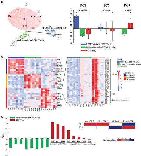 Figure 3. PCA analysis on transcription profiles of CD8+ T cells. (a) The left subplot showed the distribution of CD8+ T cells from different tissue origins according to the first three PCs. Blue dots represent PBMC-derived CD8+ T cells, green dots represent peritumor-derived CD8+ T cells and red dots represent CD8+ TILs. The right subplot showed the relationship between tissue origin of CD8+ T cells and the three PCs, the significance was examined by one-way ANOVA. (b) Heatmap of normalized FPKM of genes that most correlated to PC1 and PC3. For better visualization, only top ten most correlated genes were shown in left subplot. Additionally, histone genes, HSPs and cell proliferation regulator genes positively correlated to PC3 were also shown in the right subplot. (c) The left subplot showed PC3 score of peritumor-derived CD8+ T cells (green) and PBMC-derived CD8+ T cells (red) from each patient. The right subplot displayed the correlation between PC1/PC3 scores and expression of known signatures of CD8+ T cell subtypes from HCC patients.Citation13 Spearman’s rank correlation was performed and significant correlations (P < 0.05) were colored according to their correlation coefficient.