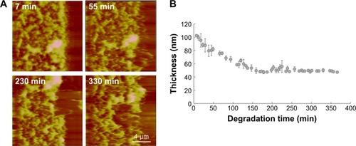 Figure 7 (A) Time-lapse height images obtained by real-time AFM capturing the changes in film thickness and morphology of LbL film 2 in 10 mM DTT. The images were captured by the contact mode in liquid. The scan size is 20 μm; Z range is 450 nm; and scale bar is 4 μm. (B) LbL film 2 thickness variation as a function of degradation time in DTT solution.Abbreviations: AFM, atomic force microscopy; LbL, layer-by-layer; DTT, dithiothreitol.