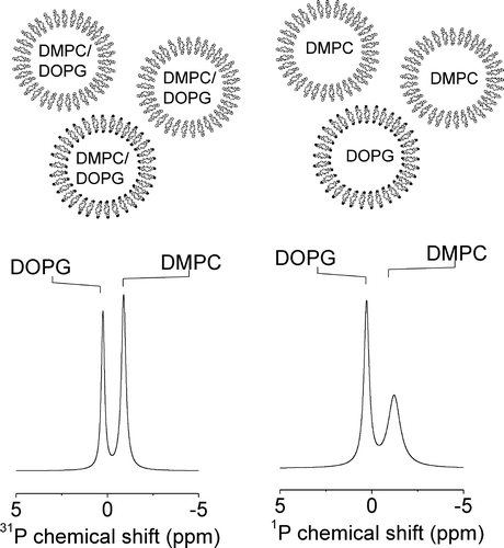 Figure 4.  An illustration of the effect of lipid phase separation on the 31P MAS NMR spectra of DMPC/DOPG membranes. The diagram at the top illustrates the composition of the homogeneously mixed vesicles prepared from DMPC/DOPG in a 2:1 molar ratio (left) and from a mixture of preformed DMPC and preformed DOPG vesicles in the same ratio (right). Spectra corresponding to the two samples are shown underneath each diagram.