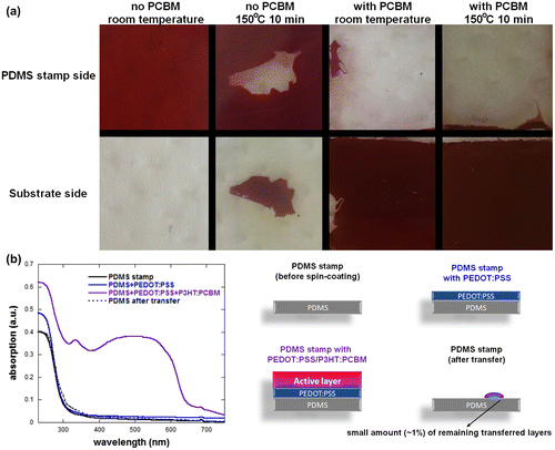 Figure 3. (a) Typical transfer results of PEDOT:PSS/P3HT:PCBM films printed on ZnO substrates without and with the presence of a PCBM interlayer. (b) Absorption spectra of PDMS stamps at various stages of the deposition and transfer process. The PDMS substrate size is 20 × 20 cm2.