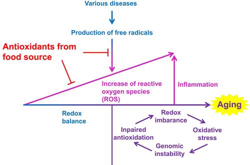 Figure 7 Illustration of the relationships between diseases, free radicals, reactive oxygen species, and aging in the body, and its regulation by antioxidants from food source.