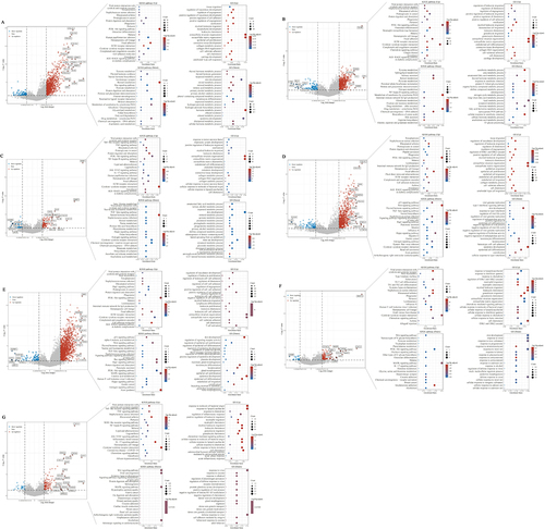 Figure 7 Construction of a downstream regulatory network for hub genes in EAC. Based on the RNA-seq data of EAC in TCGA database, EAC was divided into high and low expression groups by the mean of COL1A1 (A), TGFBI (B), MMP1 (C), COL4A1 (D), NID2 (E), MMP12 (F), CXCL1 (G) expression levels, and then screened for DEGs between these two groups. The ClusterProfiler package in R software was used to perform GO analysis and KEGG analysis of up- and down-regulated DEGs.