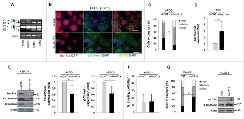 Figure 3. Silencing of Iso-11a perturbs cell–cell adhesion but does not trigger invasion of PDAC cells. (A) RT-PCR analysis of Iso-11a and Iso-Δv6 expression with primers flanking exon 11a (upper, exon 11a inclusion = □▪□, E11a+; 11a skipping = □□, E11a–) or with primers flanking exon 6 (lower, exon 6 inclusion = □▪□, E6+; exon 6 skipping = □□, E6–), in HPDE, ASPC1, PANC-1 and C5M2 cell lines. (B) Calcium switch assay of HPDE transfected with non-targeting siRNA (si-CNT) or Iso-11a-specific siRNA (si-Iso-11a). Representative IF analysis of cells incubated with calcium supplemented medium (+ Ca2+) for 150 min with Iso-11a (red), β-catenin (green) antibodies. Nuclei were visualized with DAPI (blue). Magnification 63X. Scale bar: 50 µm. (C) Hanging drop aggregation assay in si-CNT and si- Iso-11a HPDE. Cells in drops were classified in small, medium, and large cluster size. Histograms represent the percentage of cells counted in each clusters. (D) qRT-PCR analysis of MMP3 expression of si-CNT and si-Iso-11a HPDE cells. (E) WB analysis of ASPC-1 cells (si-CNT and si-Iso-11a). Representative immunoblot is shown (left panel) and the quantification of E-cadherin and β-catenin expression is reported. (F) Matrigel invasion assay of si-Iso-11a ASPC-1 compared to si-CNT cells. (G) Hanging drop aggregation assay in PANC-1 cells stably transfected with the empty vector (CNT) or with the Iso-11aexpression vector (Iso-11a). The relative WB analysis is shown (right). Data are presented as mean ± SD of three independent experiments; *p ≤ 0.05.