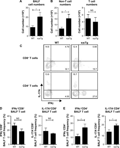 Figure 4 Cytokine profiles in COPD-induced WT and sγcTg BALF cells.Notes: (A) Infiltrating cell numbers in BALF from WT and sγcTg mice exposed to CSE for 3 weeks. Data are presented as the mean and SEM of four WT and five sγcTg mice. (B) Infiltrating pattern of T or non-T cells in BALF from WT and sγcTg mice exposed to CSE for 3 weeks. Data are presented as the mean and SEM of four WT and five sγcTg mice. (C) BALF CD8 (top) or CD4 (bottom) T cells from CSE or PBS-treated WT and sγcTg mice were stimulated for 3 h with PMA and ionomycin and assessed for IFN-γ and IL-17A expression by intracellular staining. Dot blots are representative of four to five mice per group. (D) Bar graph shows percent (%) IFN-γ (left)- or IL-17A (right)-producing CD8 BALF T cells. Error bars represent the mean and SEM of four to five mice per group. (E) Bar graph shows percent (%) IFN-γ (left)- or IL-17A (right)-producing CD4 BALF T cells. Error bars represent the mean and SEM of four to five mice per group. *P<0.05, **P<0.01, and ***P<0.001.Abbreviations: WT, wild type; sγcTg, soluble form of common gamma chain transgenic; BALF, bronchoalveolar lavage fluid; CSE, cigarette smoke extract; SEM, standard error of the mean; PBS, phosphate-buffered saline; NS, not significant; PMA, phorbol 12-myristate 13-acetate.