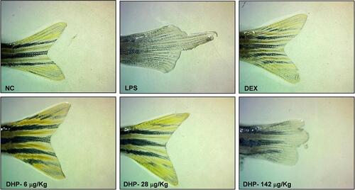 Figure 6 DHP rescues LPS-induced caudal fin damage in zebrafish. Representative images of the caudal fin damage from each group (Group I -NC; Group II- LPS; Group III-DEX; Group IV-6 µg/kg DHP; Group V-28 µg/kg DHP; Group IV-142 µg/kg) captured under microscope.