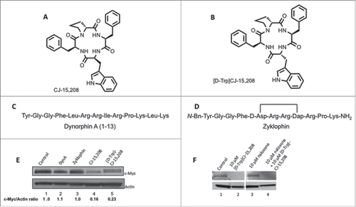 Figure 1. Macrocyclic tetrapeptides CJ-15,208 and [D-Trp]CJ-15,208, but not Dyn A or zyklophin, decrease c-Myc protein levels in PC-3 cells. Structures of (A) CJ-15,208, (B) [D-Trp]CJ-15,208, (C) dynorphin A-(1-13), and (D) zyklophin. (E) Cellular c-Myc protein levels were determined by western blot analysis following treatment with: lane 1: 0.5% DMSO (vehicle), lane 2: 1 µM dynorphin A (Dyn A), lane 3: 10 µM zyklophin, lane 4: 50 µM CJ-15,208, and lane 5: 50 µM [D-Trp]CJ-15,208. A representative immunoblot is shown from duplicate experiments. (F) c-Myc protein levels in PC-3 cells were examined by western blot analysis after treating the cells with naloxone (10 µM) and/or [D-Trp]CJ-15,208 (10 µM). The immunoblot shown is representative of duplicate experiments; lanes 1/2 and 3/4 are from different parts of the same gel.