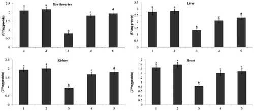 Figure 2. Effect of kaempferol on total ATPases in the erythrocytes and tissues of normal and STZ-induced diabetic rats. Values are given as means ± SD from six rats in each group. Values not sharing a common superscript vertically differ significantly at p < 0.05 (DMRT). a-μmol of Pi liberated per hour. Group 1: normal control; Group 2: normal + kaempferol (100 mg/kg/d); Group 3: diabetic control; Group 4: diabetic + kaempferol (100 mg/kg/d); Group 5: diabetic + glibenclamide (600 µg/kg/d).