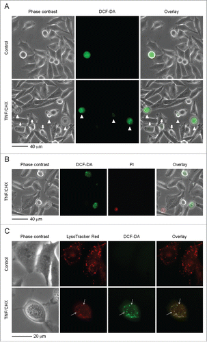 Figure 2. TNF and CHX exposure triggers redox reactions that involve the lysosomal compartment. (A) Cells were left untreated (top panels), or treated with TNF and CHX as in Figure. 1 (bottom panels). Cultures were then exposed for 30 min to 10 µM dichlorofluorescein diacetate (DCF-DA) in medium without phenol red, rinsed with fresh growth medium and observed under an inverted fluorescence microscope. Cells with evident TNF and CHX-related morphological alterations displayed a lysosomal-type punctate intense fluorescence (arrowheads), while other cells, in which morphological changes were not yet so established displayed less intense green fluorescence (arrows), suggesting the process to still be in a very early phase. (B) Cells were treated with TNF and CHX and sequentially loaded with 10 µM DCF-DA as in (A) and, just before observation, stained with 30 µg/ml of PI. The green fluorescent cells (showing ‘granular’ DCF-DA-positivity) do not take up PI, indicating that redox reactions occur in an early phase of the death process. (C) Cells were treated with TNF and CHX as in (A) and sequentially loaded with 10 µM DCF-DA and 25 nM LysoTracker Red DND-99 as described in Materials and Methods. Controls (upper panels) and cells treated with TNF and CHX (lower panels) were observed and photographed as in (A). Arrows indicate lysosomes that are not stained by DCF. The pictures shown in (A to C) are representative of 3 different experiments for each condition.