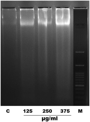 Figure 3. EOS induced DNA fragmentation in adult female S. cervi after 6 h of treatment followed by DNA isolation. The isolated DNA from control and treated worms was run on 1.8% agarose gel. C: control, treated parasites (125, 250, 375 µg/mL concentration of OS ethanol extract) and M: marker (molecular weight 100–3000 bp).