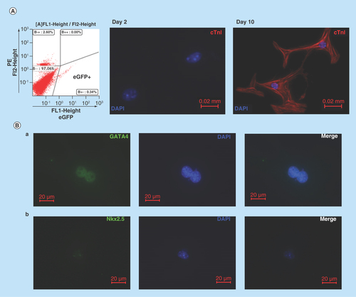 Figure 2.  Cardiomyogenic potential of Nkx2.5 enhancer-expressing cells.(A) Nkx2.5 enh-eGFPpositive cells sorted from the heart of postnatal Nkx2.5 enh-eGFP mice were cultured to test the cardiomyogenic potential of postnatal Nkx2.5 enhancer-expressing cells. Initially post sorting (2 days later), Nkx2.5 enh-eGFPpositive cells stained negative for cTnI. After culture for 10 days, isolated Nkx2.5 enh-eGFPpositive cells differentiated into cTnI+ cardiomyocytes with striation. (B) Immunostaining of activated Nkx2.5 enh-eGFPpositive cells with precardiac mesoderm marker (GATA4) and cardiac precursor marker (Nkx2.5) from the hearts of Nkx2.5 enh-eGFP mice 1 week following MI. The eGFP+ cells stained positive for GATA4 and Nkx2.5.