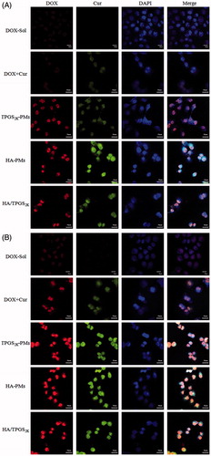 Figure 3. The CLSM images of DOX, DOX + Cur, HA-PMs, TPGS2k-PMs and HA/TPGS2k-PMs in MCF-7/Adr cells after incubation with 1 h (A) and 2 h (B). Cells were counterstained with DAPI for nuclei. Scale bar: 30 μm.