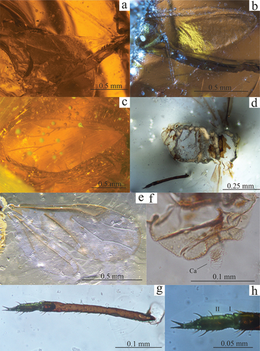 Figure 3. (a) Palaeoaphis incognita specimen PIN 3311/1108, habitus; (b) P. incognita specimen PIN 3311/1108, hind wing; (c) P. incognita specimen PIN 3311/2313, habitus; (d) Tajmyraphis zherichini specimen PIN 3311/1145b, dorsal side of the body; (e) T. zherichini specimen PIN 3311/1145b, fore and hind wing; (f) T. zherichini specimen PIN 3311/1145b, apical part of abdomen, Ca – cauda; (g) T. zherichini specimen PIN 3311/1145b, hind leg; (h) T. zherichini specimen PIN 3311/1145b, hind tarsus.