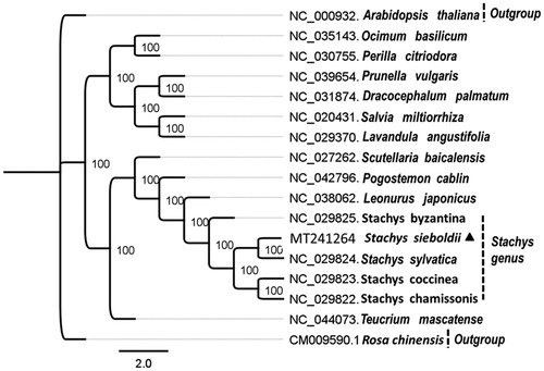 Figure 1. Maximum-likelihood phylogenetic tree base on 17 completely chloroplast genomes. The accession numbers are shown in the figure. Bootstrap support values based on 1000 replicates are displayed on each node. Rosa chinensis and Arabidopsis thaliana are used as outgroup. Marked by a black triangle is S. sieboldii in this study.