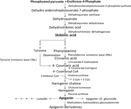 Figure 5. Biosynthesis of apigenin and its derivatives.