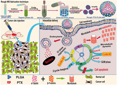 Figure 1. Schematic representation of the rough PTX-PLGA-MS fabrication technique, tumor site injection and intracellular drug delivery pathway. Intracellular trafficking includes enhanced PTX uptake through adsorptive endocytosis, sustained PTX release, and promoted microtubule assembly and stabilization. The dysregulation of cell cycle progression includes arresting the G2/M cell phase and disturbing microtubules dynamic equilibrium.