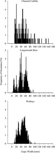 Figure 2. Frequency of occurrences of gape widths for three different predators collected from four South Dakota small impoundments. Predator species included channel catfish (top panel; n = 170), largemouth bass (middle panel; n = 590), and walleye (bottom panel; n = 652).