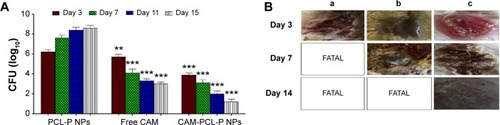 Figure 7 In vivo MRSA burden reduction on topical application of CAM-PCL-P NPs.Notes: (A) Efficacy of PCL-P NPs, free CAM, and CAM-PCL-P NPs on MRSA CFU burden of burn wound at 3 days, 7 days, 11 days, and 15 days. **Significant at P<0.01. ***Significant at P<0.001. (B) MRSA-infected burn wound over time: (a) control; (b) treated with free CAM; (c) treated with CAM-PCL-P NPs.Abbreviations: CAM, chloramphenicol; CAM-PCL-P NPs, chloramphenicol loaded with poly(ε-caprolactone)-pluronic composite nanoparticles; CFU, colony-forming unit; MRSA, methicillin-resistant Staphylococcus aureus; PCL-P NPs, blank poly(ε-caprolactone)-pluronic composite nanoparticles.