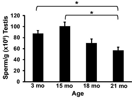 Figure 3. Sperm per gram of testis in rats. Sperm per gram of testis was significantly lower at 21 months compared to 3 and 15 months of age. n = 5 animals per group at 3 and 21 months; n = 3 animals per group at 15 and 18 months. *Indicates p < 0.05.