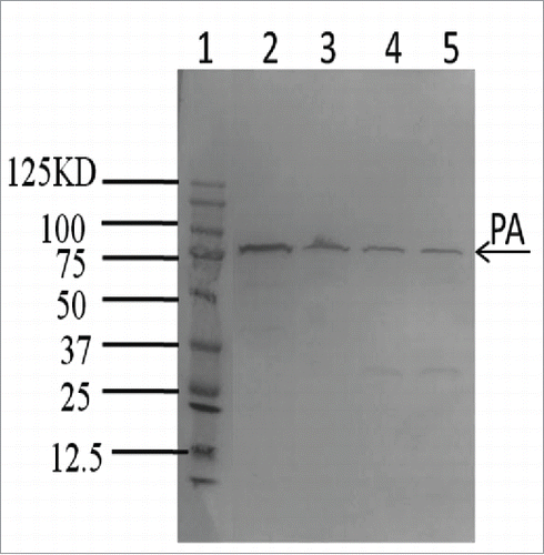Figure 4. Detection of PA in vaccine strains by western blot analysis using monoclonal antibody against PA. The exported protein PA was detected in all 3 vaccine strains including Pasteur II (Lane 3), Qiankefusiji II (Lane 4) and Rentian II (Lane 5). Lane 1 is Protein Molecular Weight Marker and Lane 2 is the PA positive control strain A16R.